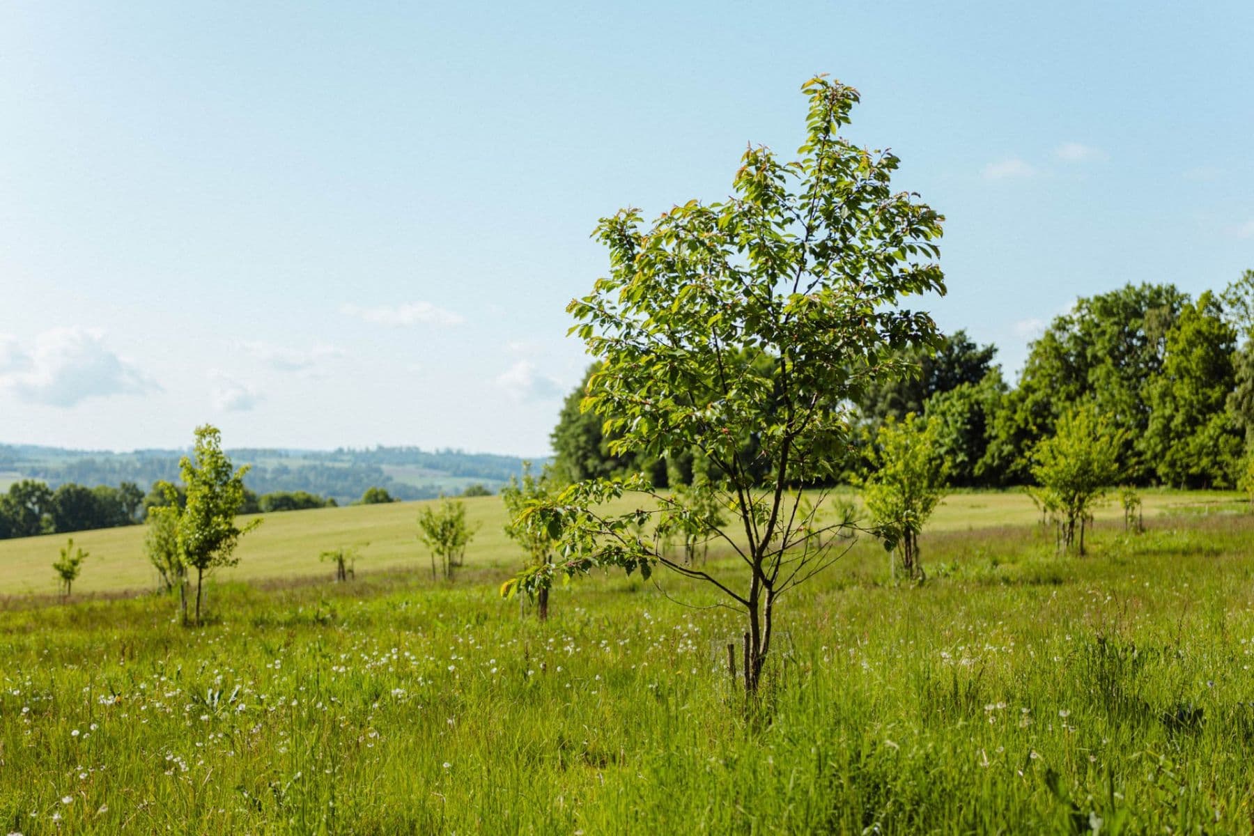 plot for sale, 126,783 m², Žirov, Vysočina Region plot for sale, 126,783 m², Žirov, Vysočina Region