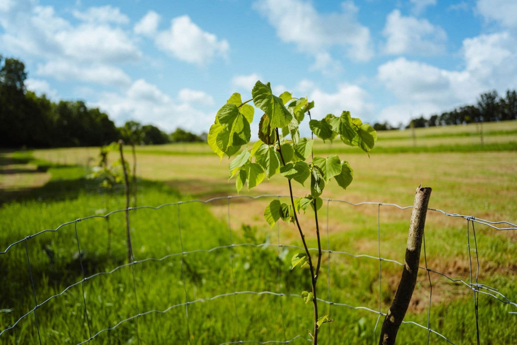 plot for sale, 126,783 m², Žirov, Vysočina Region plot for sale, 126,783 m², Žirov, Vysočina Region