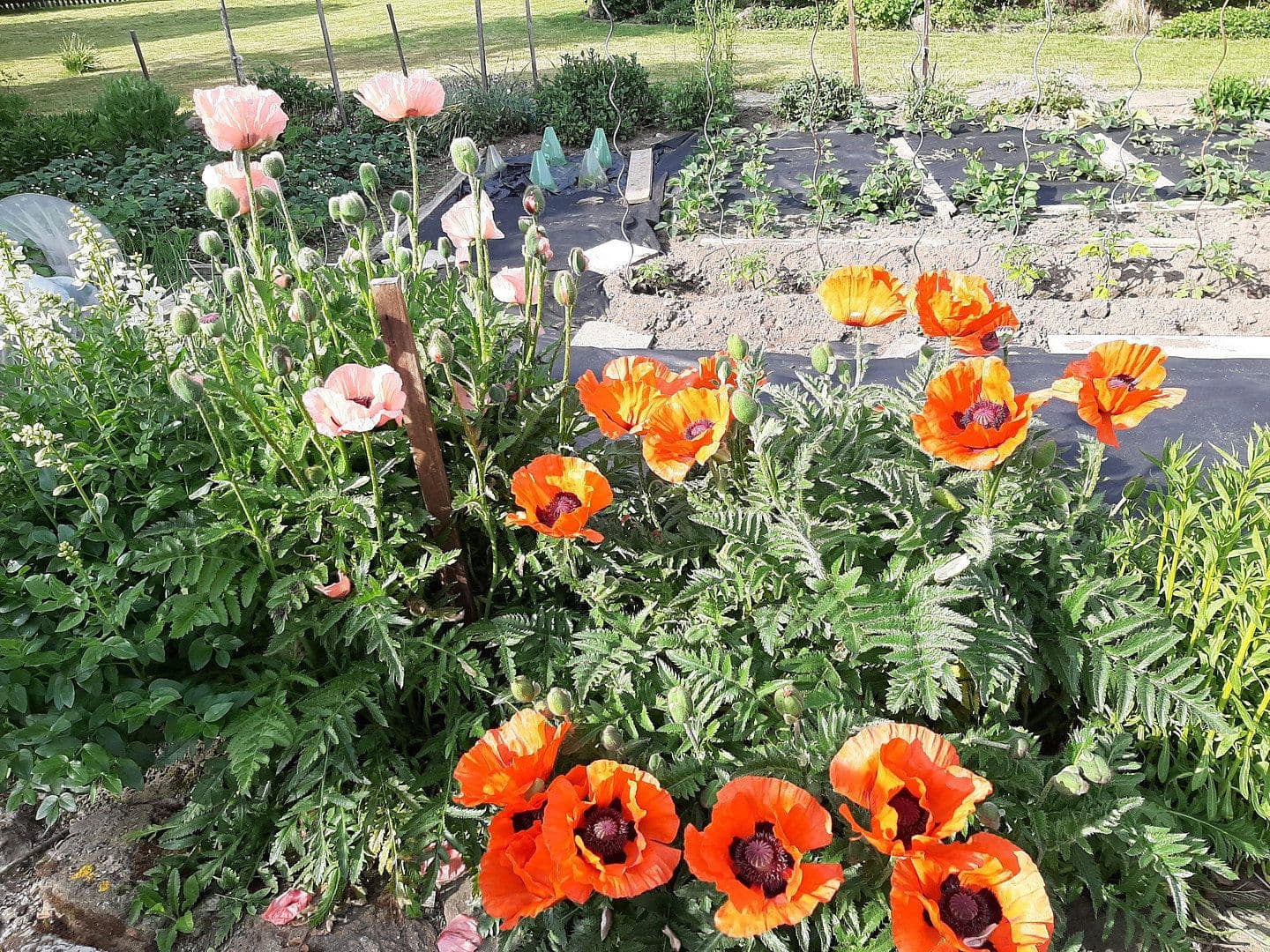 house for sale, 329 m², St. Egidien, Saxony house for sale, 329 m², St. Egidien, Saxony