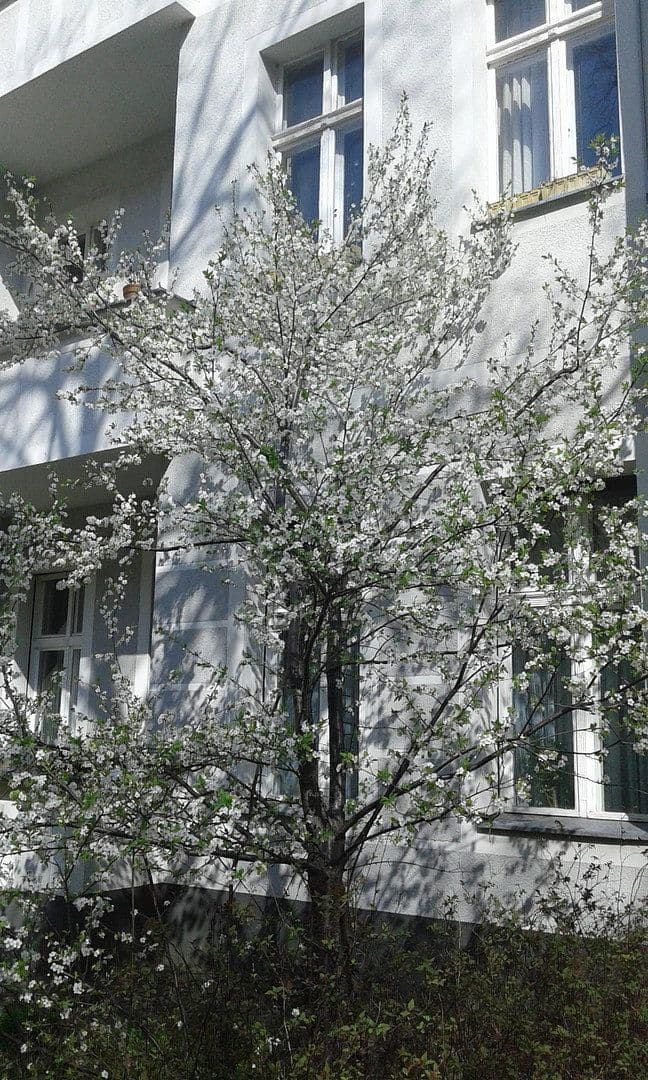 5 bedroom flat for sale, 116 m², Scheiblerstr., Berlin, Berlin 5 bedroom flat for sale, 116 m², Scheiblerstr., Berlin, Berlin