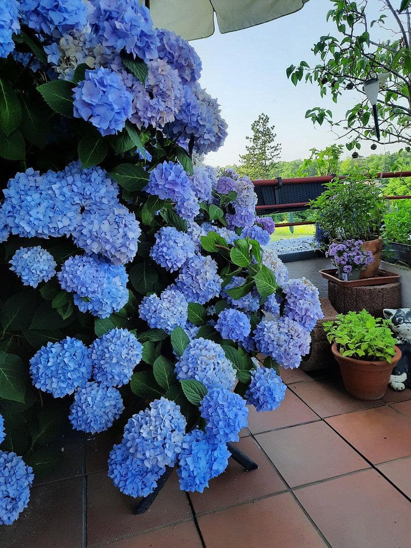 7 bedroom flat for sale, 192 m², Bergisch Gladbach, North Rhine-Westphalia 7 bedroom flat for sale, 192 m², Bergisch Gladbach, North Rhine-Westphalia