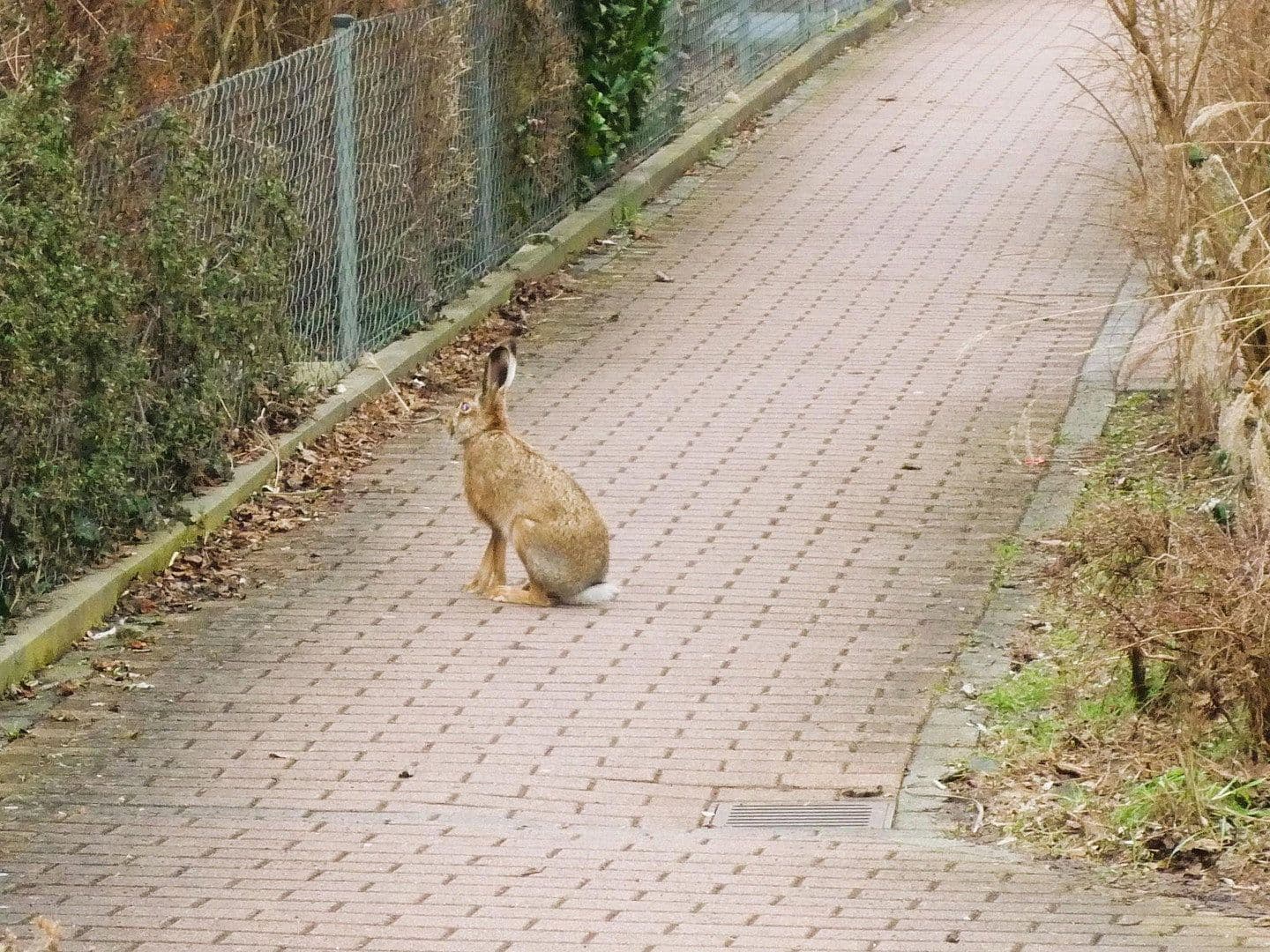 2 bedroom flat to rent, 76 m², Schlüsselfelder Str. 16a, Nürnberg, Bavaria 2 bedroom flat to rent, 76 m², Schlüsselfelder Str. 16a, Nürnberg, Bavaria