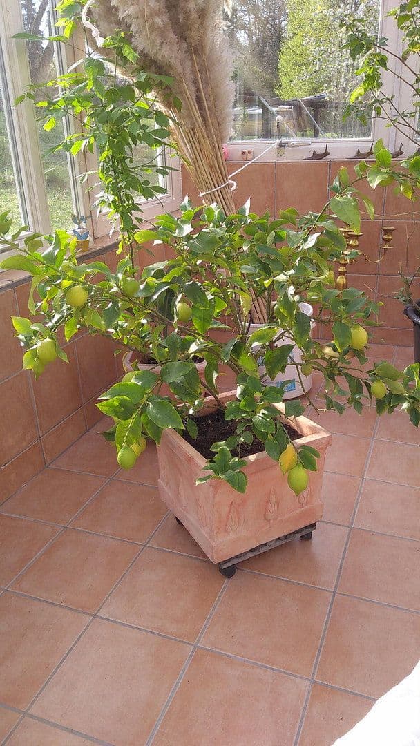 house for sale, 214 m², Gersheim, Saarland house for sale, 214 m², Gersheim, Saarland