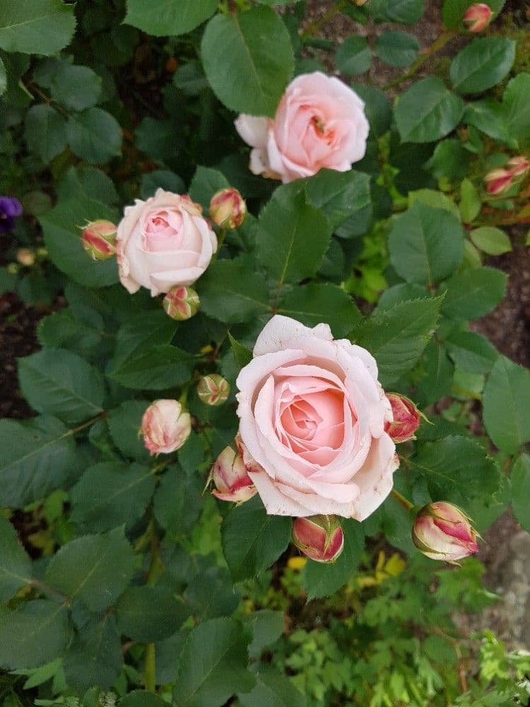 recreational property for sale, 357 m², Karlovy Vary, Karlovarský Region recreational property for sale, 357 m², Karlovy Vary, Karlovarský Region