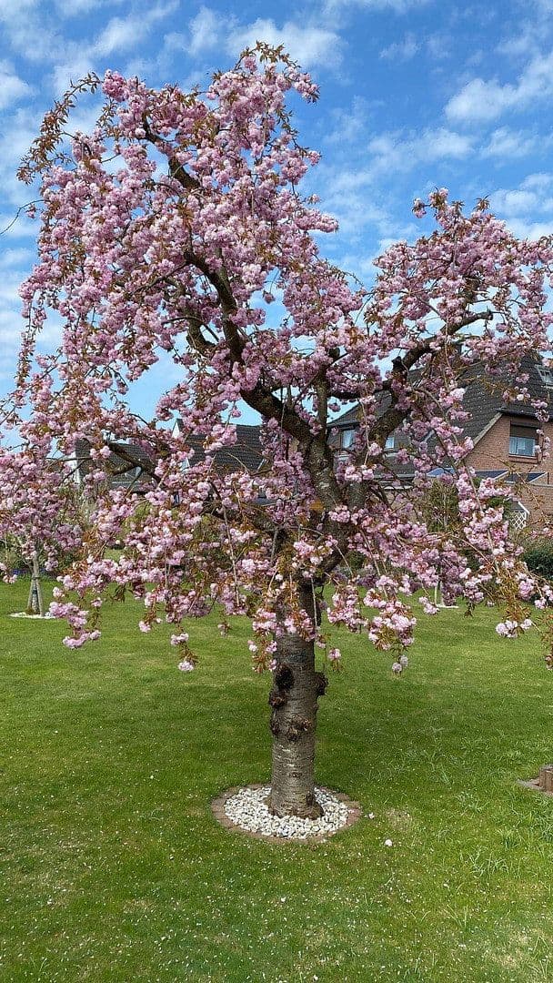 house for sale, 113 m², Wilhelm-Busch-Straße 22, Neumünster, Schleswig-Holstein house for sale, 113 m², Wilhelm-Busch-Straße 22, Neumünster, Schleswig-Holstein