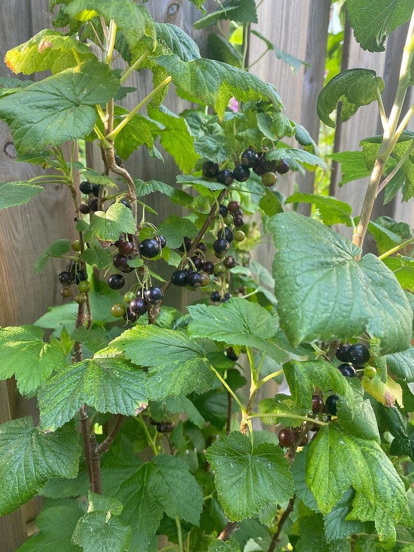 house for sale, 100 m², Döringweg 7d, Hamburg, Hamburg house for sale, 100 m², Döringweg 7d, Hamburg, Hamburg