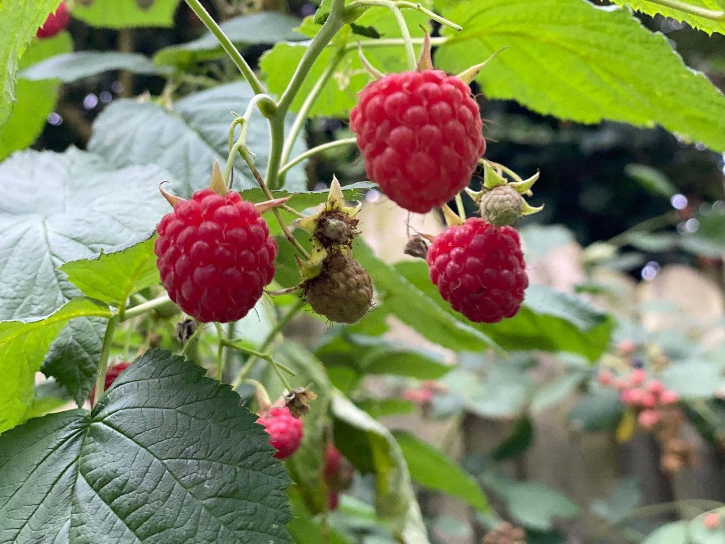 house for sale, 100 m², Döringweg 7d, Hamburg, Hamburg house for sale, 100 m², Döringweg 7d, Hamburg, Hamburg