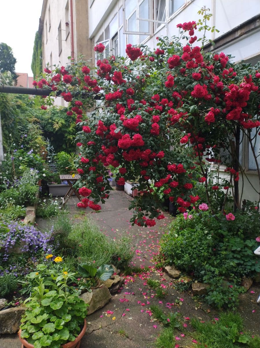 1 bedroom flat to rent, 36 m², Šlikova, Prague, Prague 1 bedroom flat to rent, 36 m², Šlikova, Prague, Prague