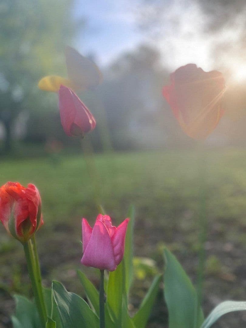 house to rent, 150 m², Bammental, Baden-Württemberg house to rent, 150 m², Bammental, Baden-Württemberg