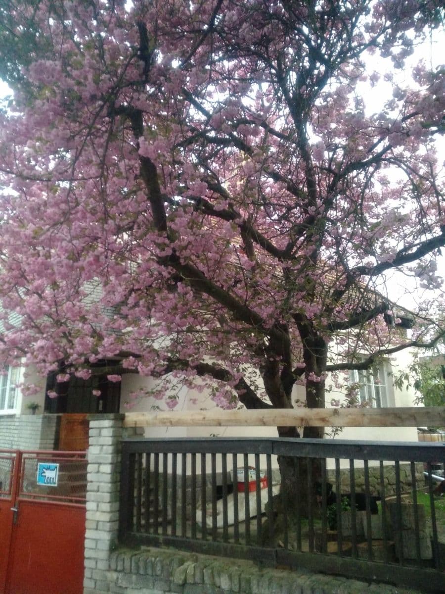 house to rent, 150 m², Slovenská, Přeštice, Plzeňský Region house to rent, 150 m², Slovenská, Přeštice, Plzeňský Region