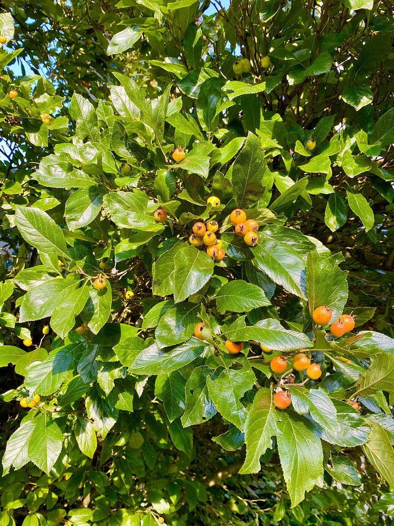 house for sale, 240 m², Panoramaweg 15, Rudersberg, Baden-Württemberg house for sale, 240 m², Panoramaweg 15, Rudersberg, Baden-Württemberg