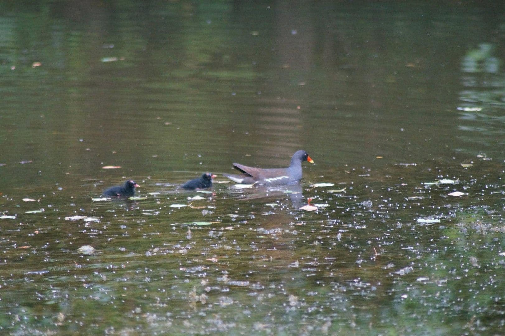 house for sale, 250 m², In der Schorbach 1c, Waldfischbach-Burgalben, Rhineland-Palatinate house for sale, 250 m², In der Schorbach 1c, Waldfischbach-Burgalben, Rhineland-Palatinate