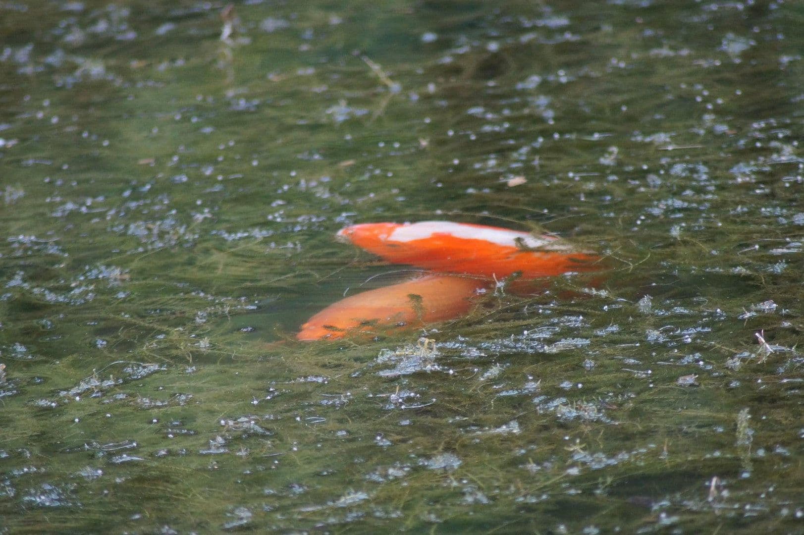 house for sale, 250 m², In der Schorbach 1c, Waldfischbach-Burgalben, Rhineland-Palatinate house for sale, 250 m², In der Schorbach 1c, Waldfischbach-Burgalben, Rhineland-Palatinate