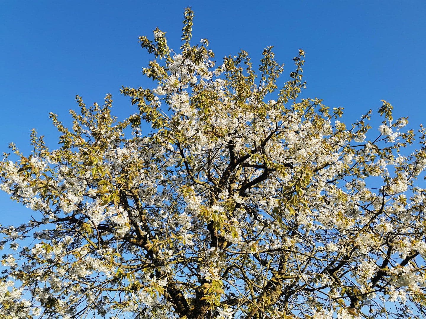 house for sale, 125 m², Lübeck, Schleswig-Holstein house for sale, 125 m², Lübeck, Schleswig-Holstein