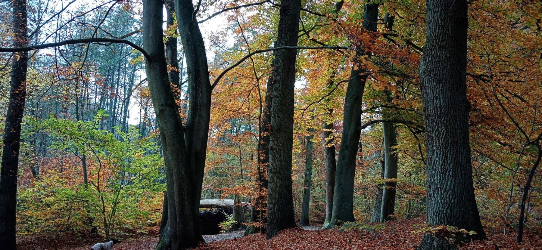 house for sale, 133 m², Silker Weiche 7, Reinbek, Schleswig-Holstein house for sale, 133 m², Silker Weiche 7, Reinbek, Schleswig-Holstein