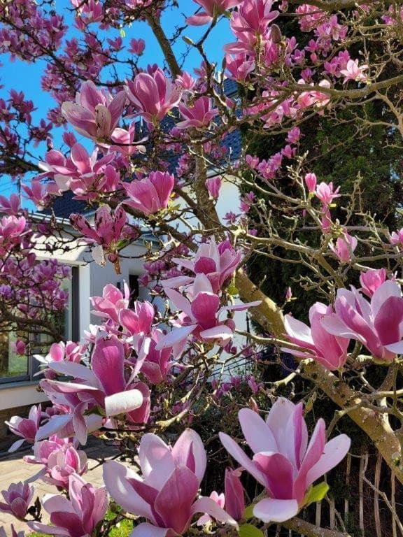house for sale, 196 m², Fritz-Henkel-Str. 18, Unkel, Rhineland-Palatinate house for sale, 196 m², Fritz-Henkel-Str. 18, Unkel, Rhineland-Palatinate