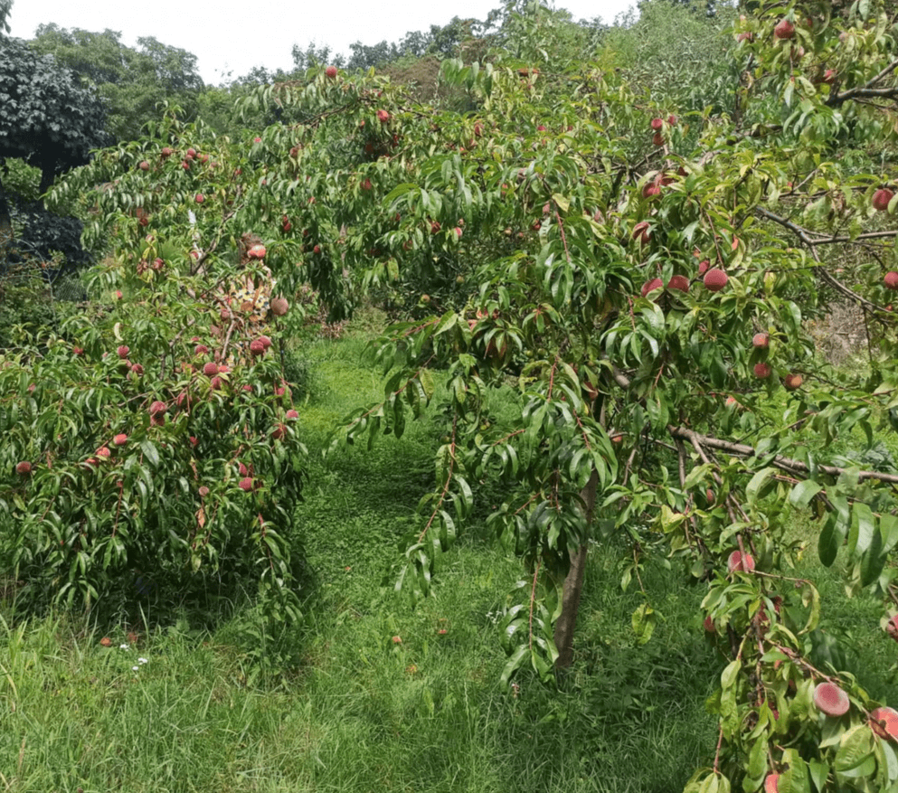 recreational property for sale, 340 m², Na Okrouhlíku, Prague, Prague recreational property for sale, 340 m², Na Okrouhlíku, Prague, Prague