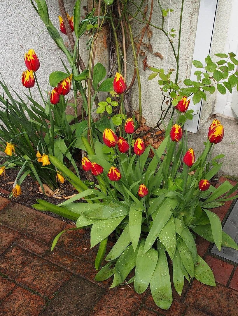 house for sale, 105 m², Hamburg, Hamburg house for sale, 105 m², Hamburg, Hamburg