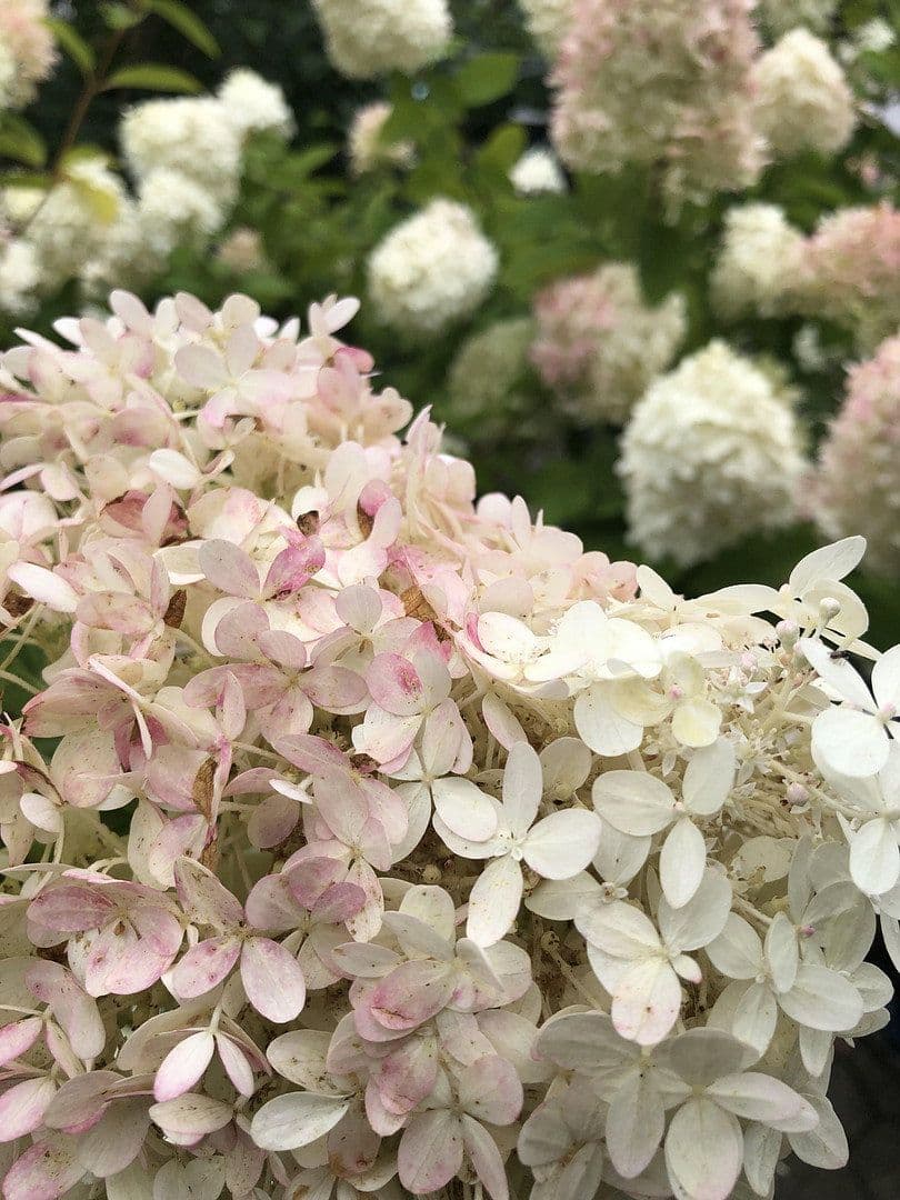 house for sale, 120 m², Wesel, North Rhine-Westphalia house for sale, 120 m², Wesel, North Rhine-Westphalia