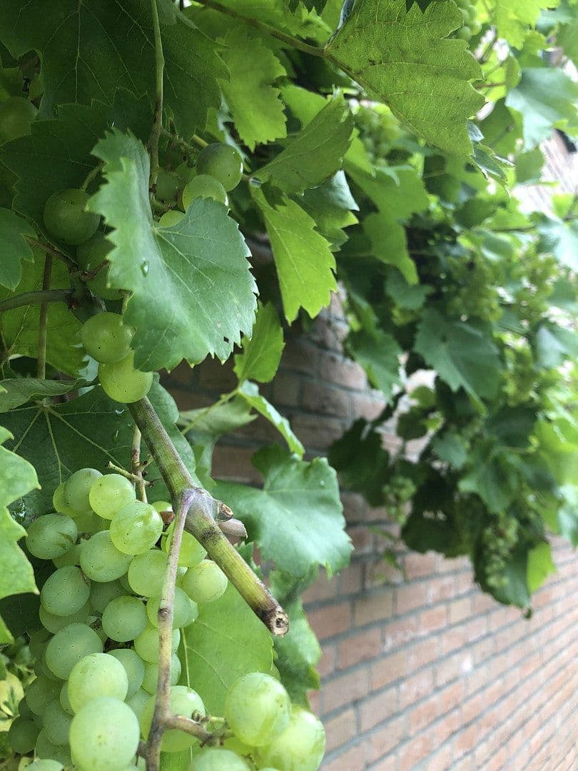 house for sale, 120 m², Wesel, North Rhine-Westphalia house for sale, 120 m², Wesel, North Rhine-Westphalia