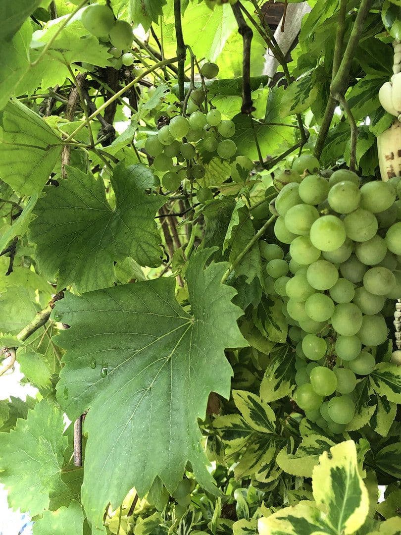 house for sale, 120 m², Wesel, North Rhine-Westphalia house for sale, 120 m², Wesel, North Rhine-Westphalia