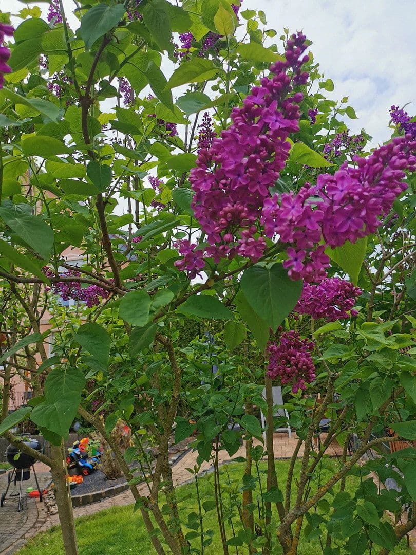 house for sale, 163 m², Büdingen, Hesse house for sale, 163 m², Büdingen, Hesse