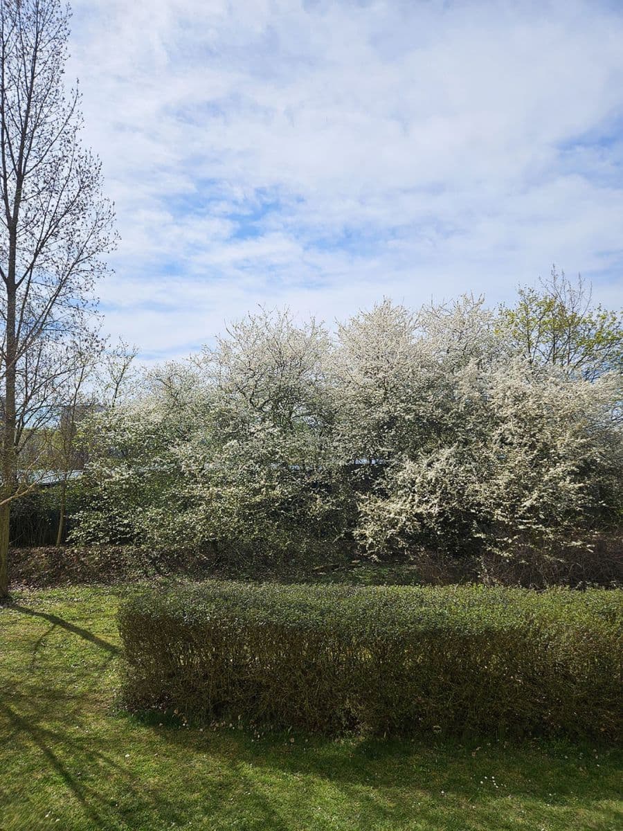 Studio flat to rent, 31 m², Jaroslava Foglara, Prague, Prague Studio flat to rent, 31 m², Jaroslava Foglara, Prague, Prague