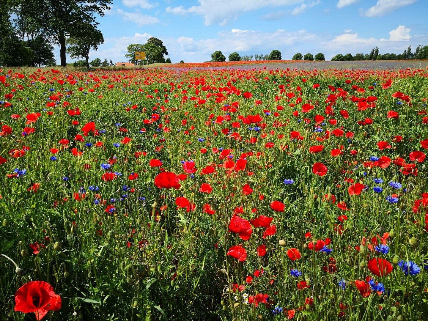plot for sale, 2,000 m², Alter Kastanienweg 8, Satow, Mecklenburg-Vorpommern plot for sale, 2,000 m², Alter Kastanienweg 8, Satow, Mecklenburg-Vorpommern
