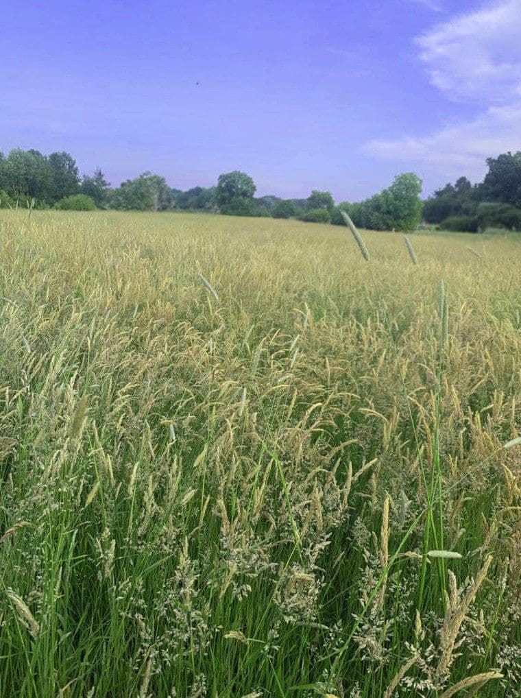plot to rent, 14,000 m², Hohenwestedt, Schleswig-Holstein plot to rent, 14,000 m², Hohenwestedt, Schleswig-Holstein