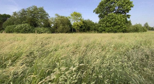 plot to rent, 14,000 m², Hohenwestedt, Schleswig-Holstein plot to rent, 14,000 m², Hohenwestedt, Schleswig-Holstein