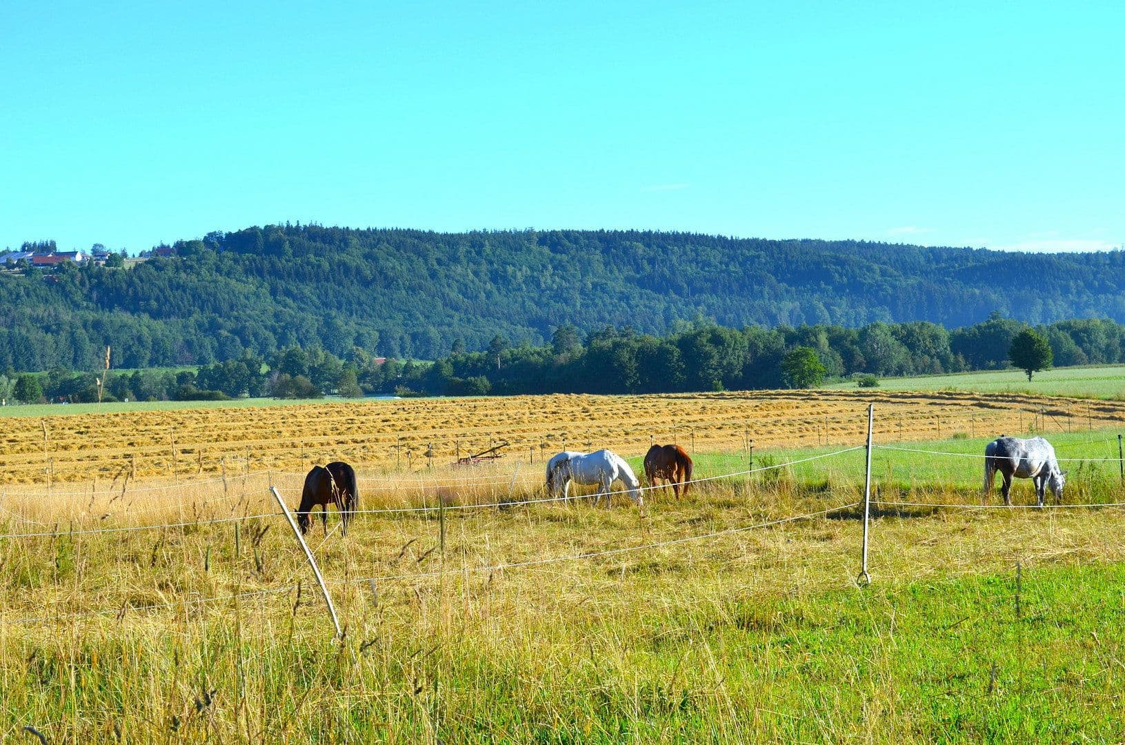 plot for sale, 15,000 m², Leutkirch im Allgäu, Baden-Württemberg plot for sale, 15,000 m², Leutkirch im Allgäu, Baden-Württemberg
