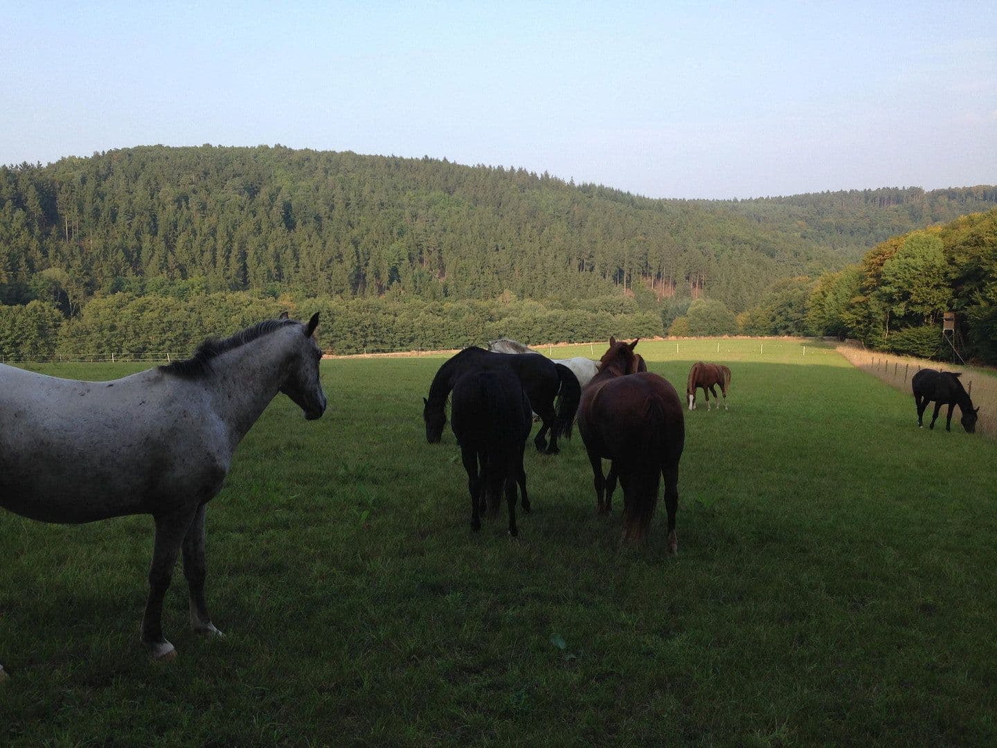 plot for sale, 180,000 m², Boppard, Rhineland-Palatinate plot for sale, 180,000 m², Boppard, Rhineland-Palatinate