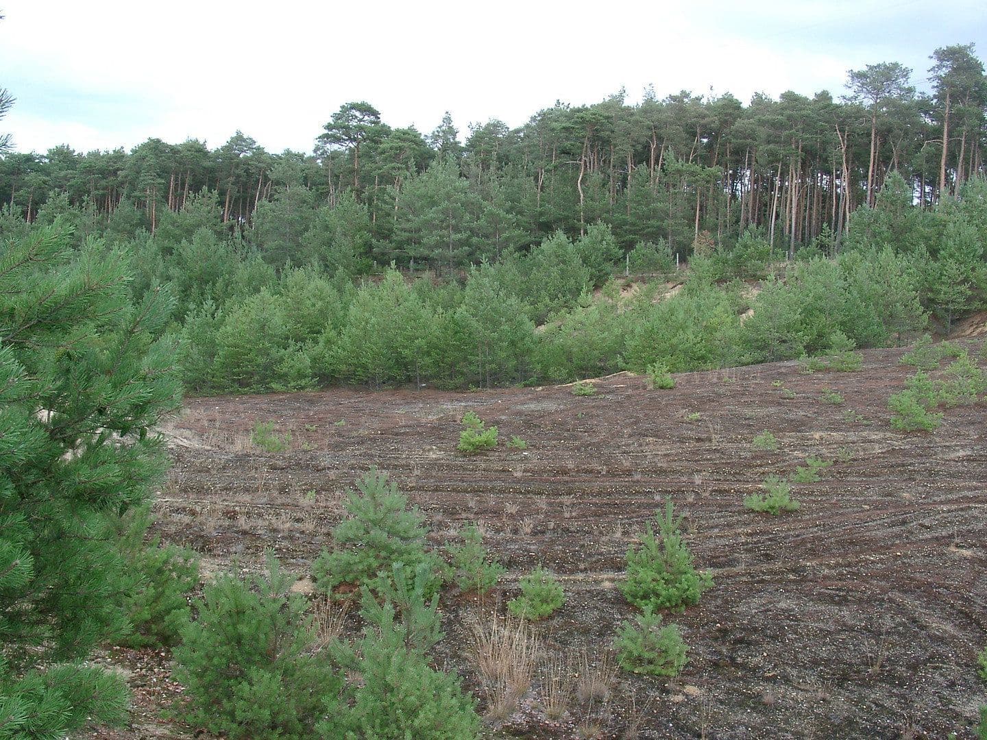 plot for sale, 29,279 m², Oelsig 57, Schlieben, Brandenburg plot for sale, 29,279 m², Oelsig 57, Schlieben, Brandenburg
