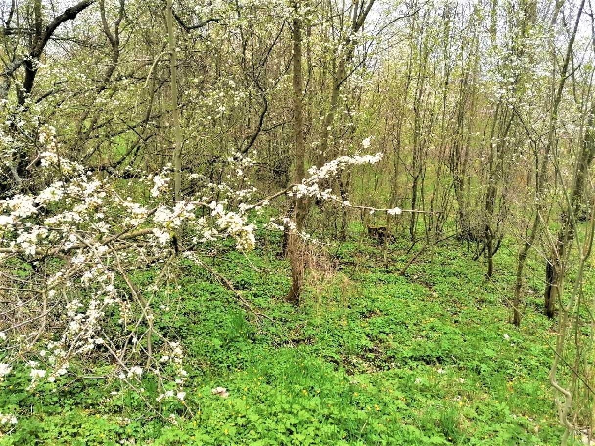 plot for sale, 340 m², Veselá, Liberecký Region plot for sale, 340 m², Veselá, Liberecký Region