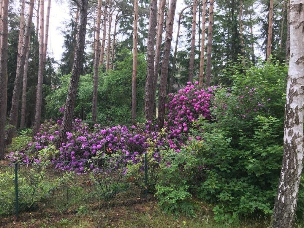 plot for sale, 1,000 m², Lindwedel, Lower Saxony plot for sale, 1,000 m², Lindwedel, Lower Saxony