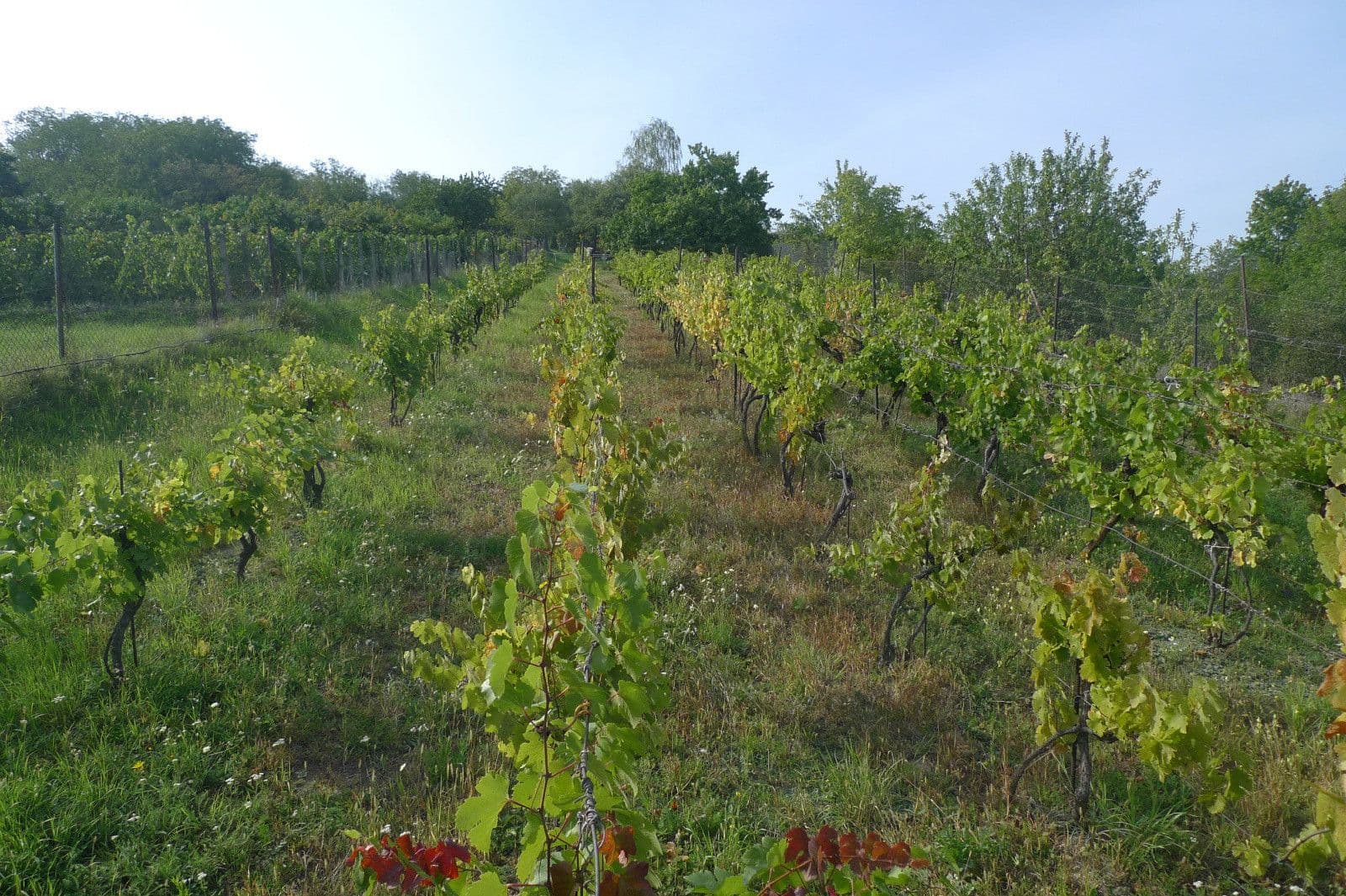 plot for sale, 3,055 m², Dolní Kounice, Jihomoravský Region plot for sale, 3,055 m², Dolní Kounice, Jihomoravský Region