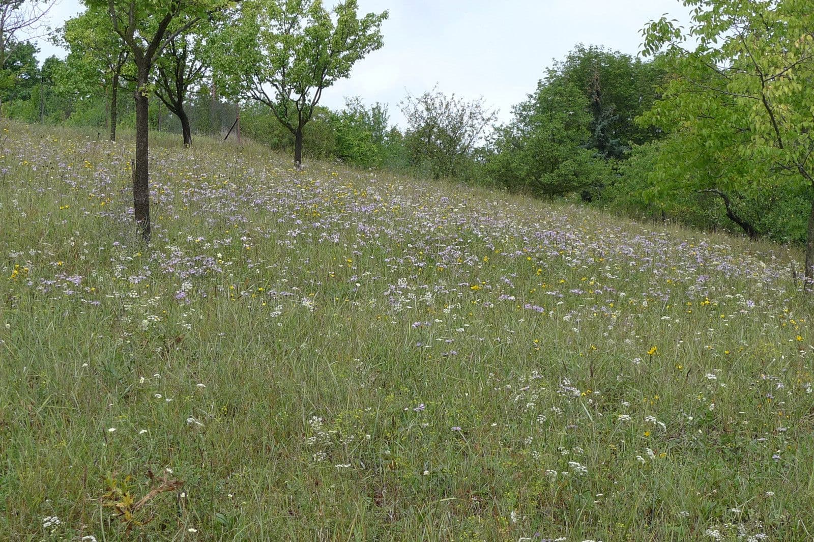 plot for sale, 3,055 m², Dolní Kounice, Jihomoravský Region plot for sale, 3,055 m², Dolní Kounice, Jihomoravský Region