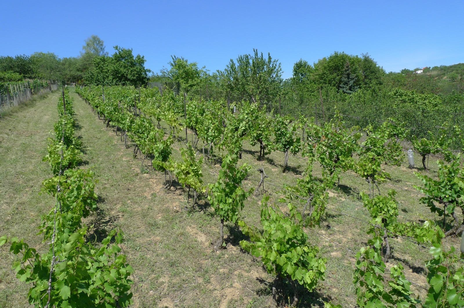 plot for sale, 3,055 m², Dolní Kounice, Jihomoravský Region plot for sale, 3,055 m², Dolní Kounice, Jihomoravský Region