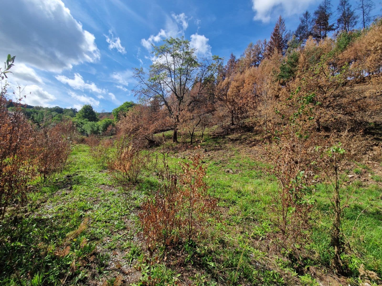 plot for sale, 15,955 m², Žihobce, Plzeňský Region plot for sale, 15,955 m², Žihobce, Plzeňský Region