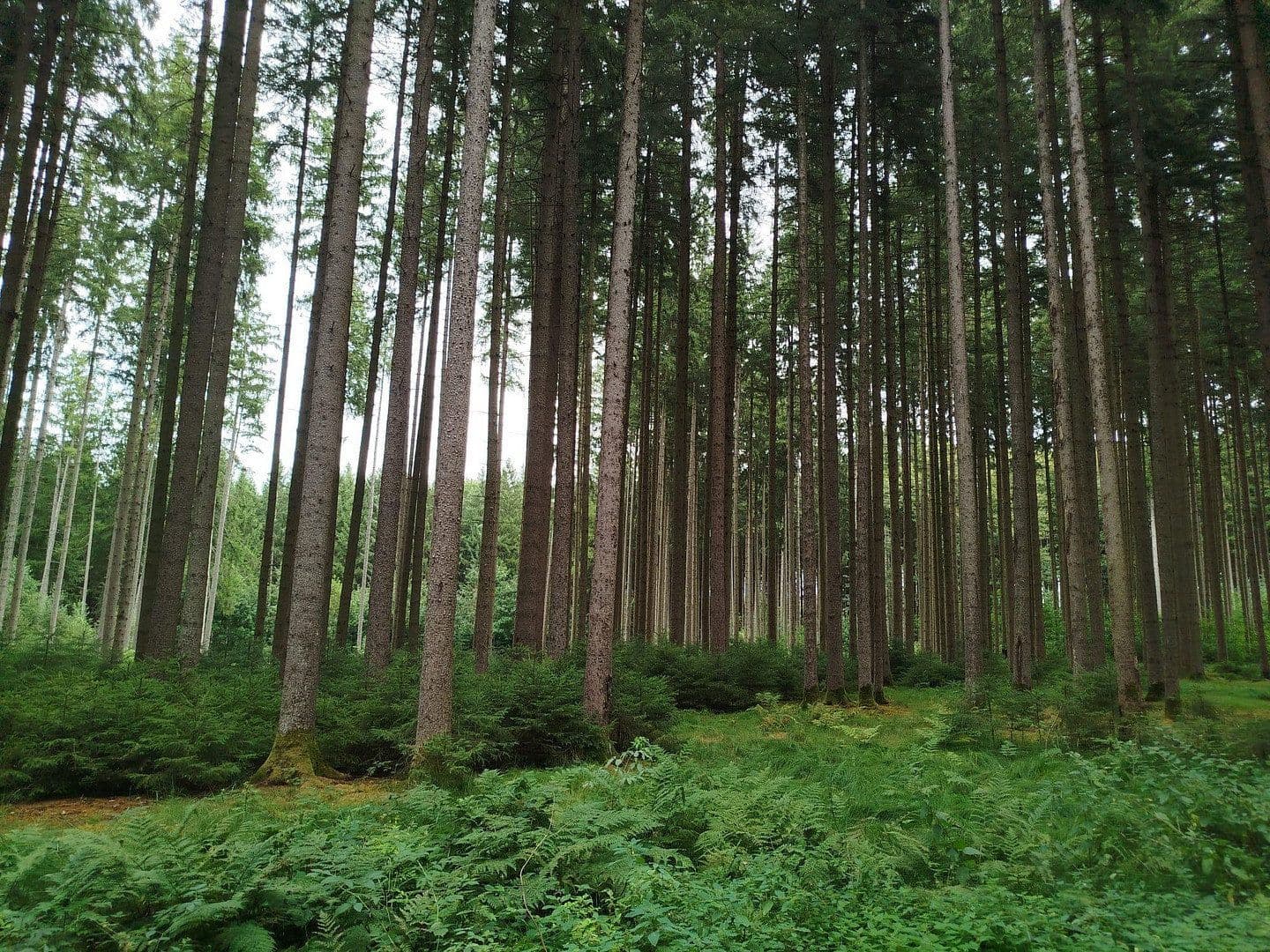 plot for sale, 16,740 m², Mering, Bavaria plot for sale, 16,740 m², Mering, Bavaria