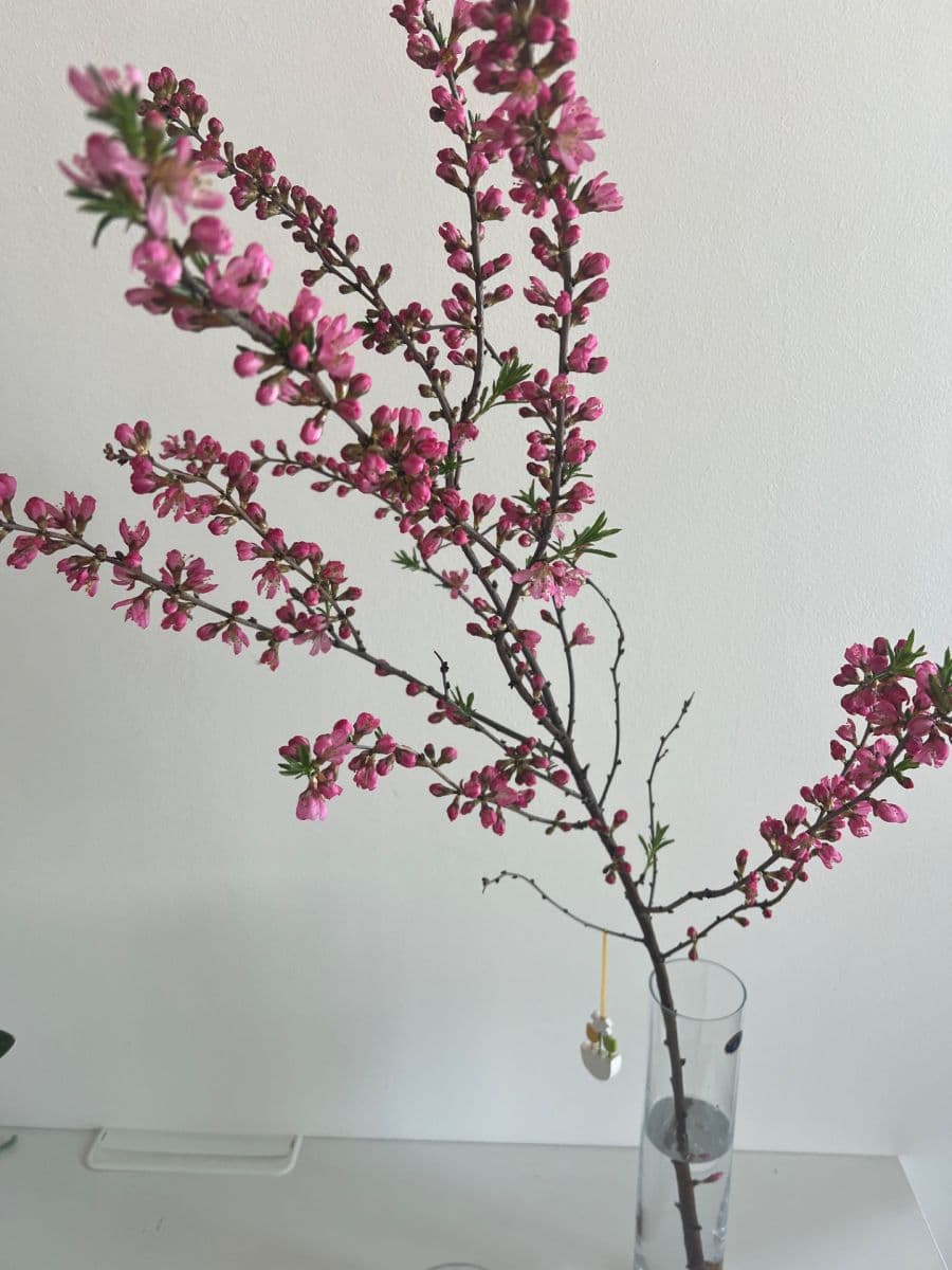 2 bedroom with open-plan kitchen flat to rent, 57 m², Egyptská, Prague, Prague 2 bedroom with open-plan kitchen flat to rent, 57 m², Egyptská, Prague, Prague