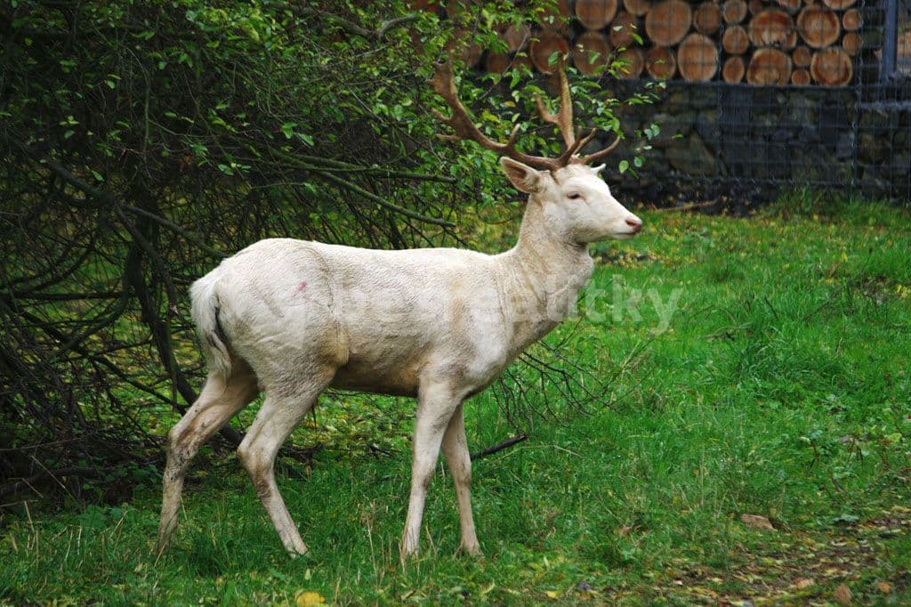 3 bedroom flat to rent, 90 m², Hekrova, Prague, Prague 3 bedroom flat to rent, 90 m², Hekrova, Prague, Prague