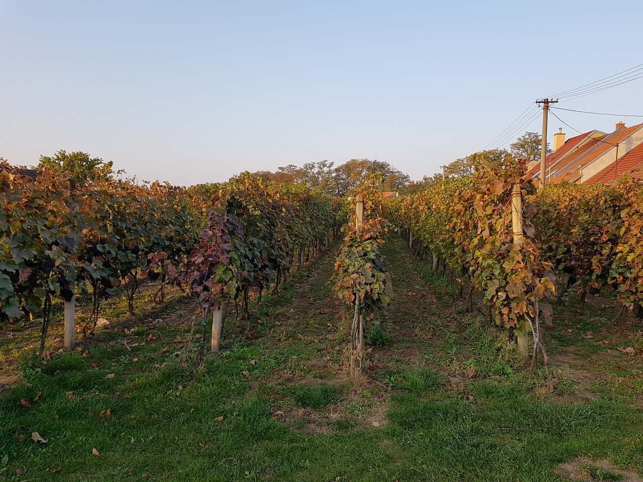 recreational property to rent, 0 m², Prušánky, Jihomoravský Region recreational property to rent, 0 m², Prušánky, Jihomoravský Region