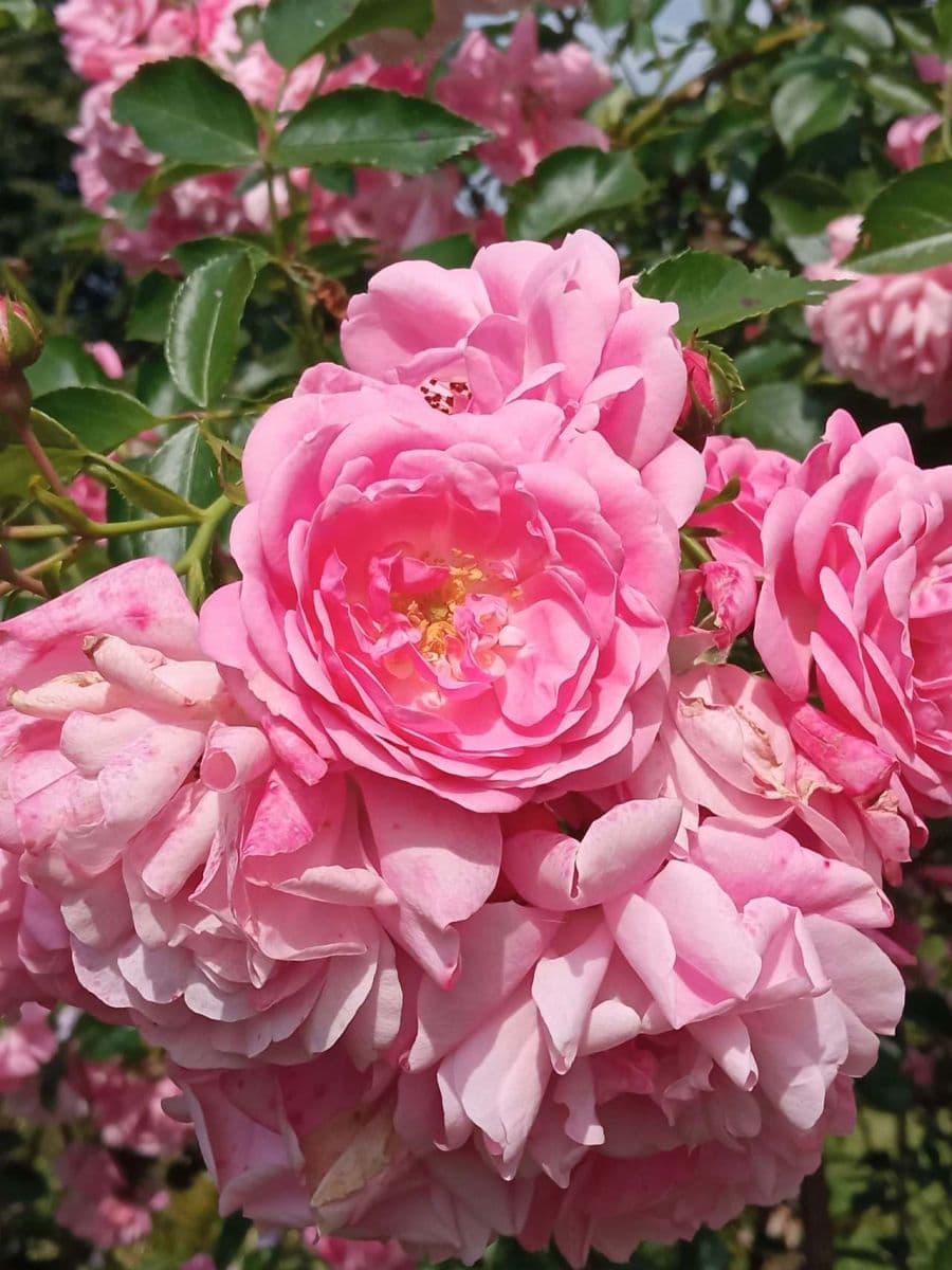 recreational property to rent, 0 m², Horní Planá, Jihočeský Region recreational property to rent, 0 m², Horní Planá, Jihočeský Region