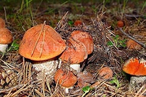 recreational property to rent, 0 m², Kunžak, Jihočeský Region recreational property to rent, 0 m², Kunžak, Jihočeský Region