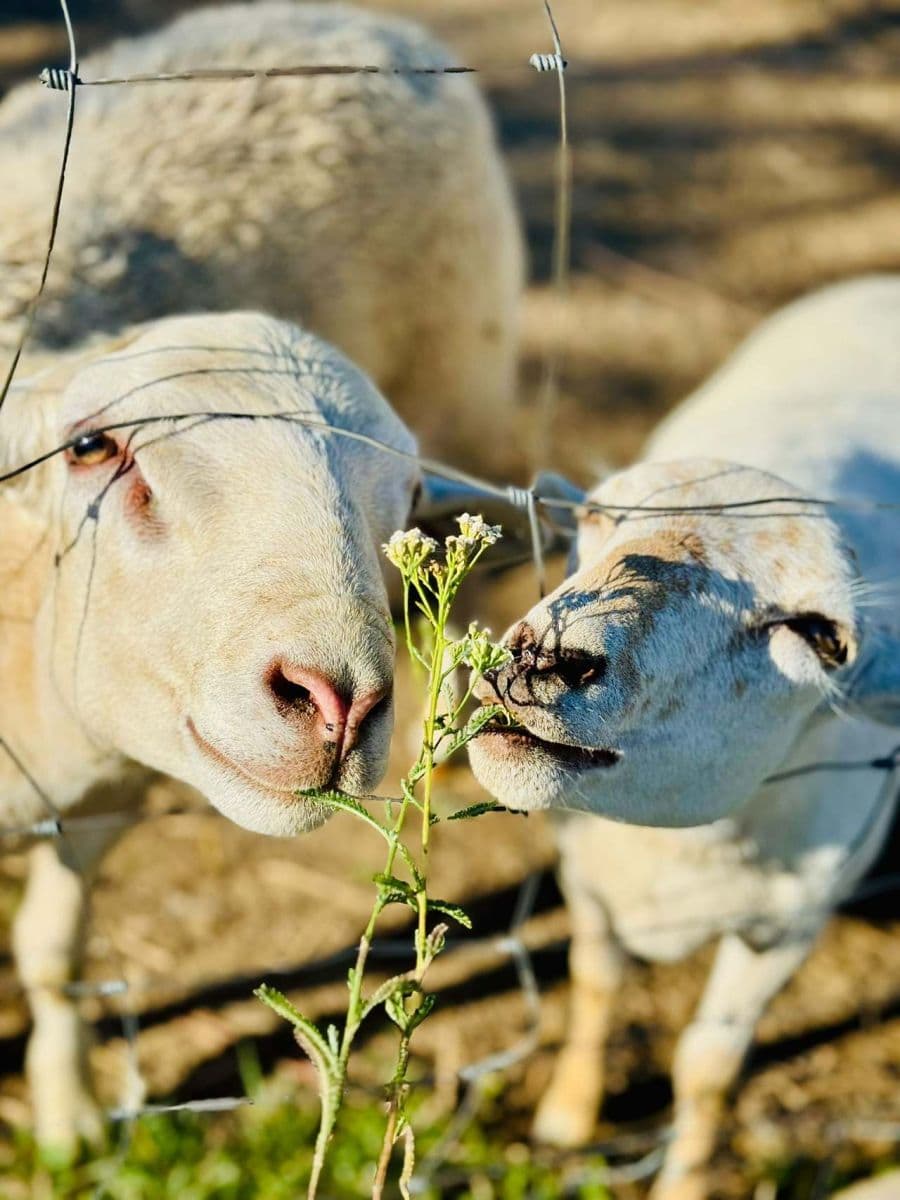 recreational property to rent, 0 m², Kostelec, Jihomoravský Region recreational property to rent, 0 m², Kostelec, Jihomoravský Region