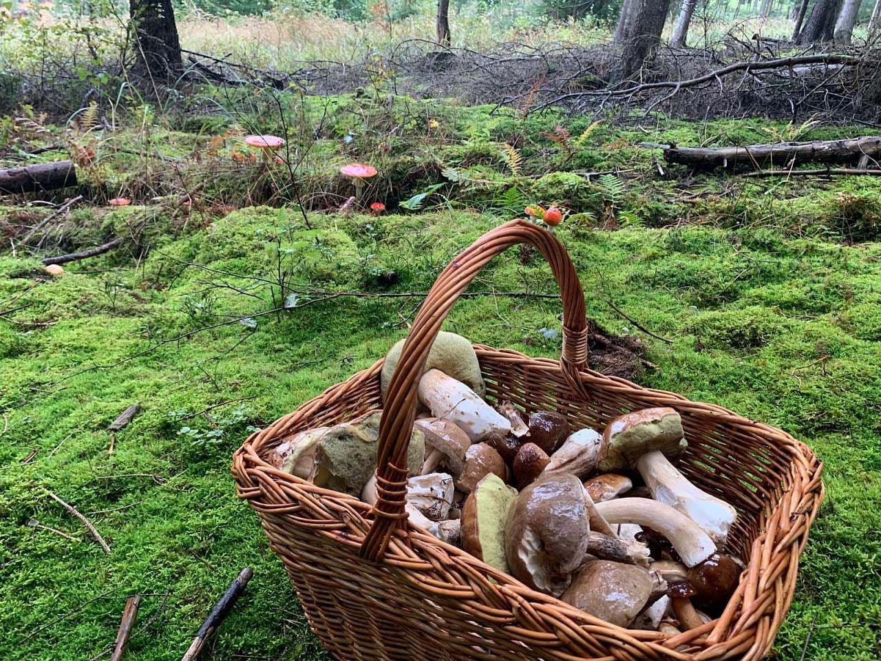 recreational property to rent, 0 m², Čenkovice, Pardubický Region recreational property to rent, 0 m², Čenkovice, Pardubický Region