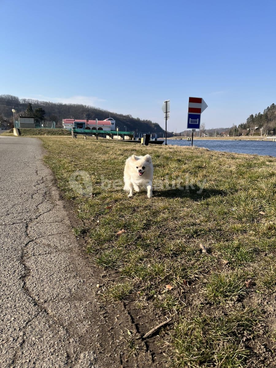 1 bedroom with open-plan kitchen flat to rent, 51 m², Pod Saharou, Libčice nad Vltavou, Středočeský Region 1 bedroom with open-plan kitchen flat to rent, 51 m², Pod Saharou, Libčice nad Vltavou, Středočeský Region