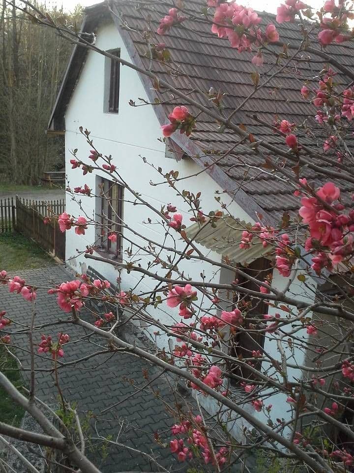 recreational property to rent, 0 m², Leštinka, Pardubický Region recreational property to rent, 0 m², Leštinka, Pardubický Region