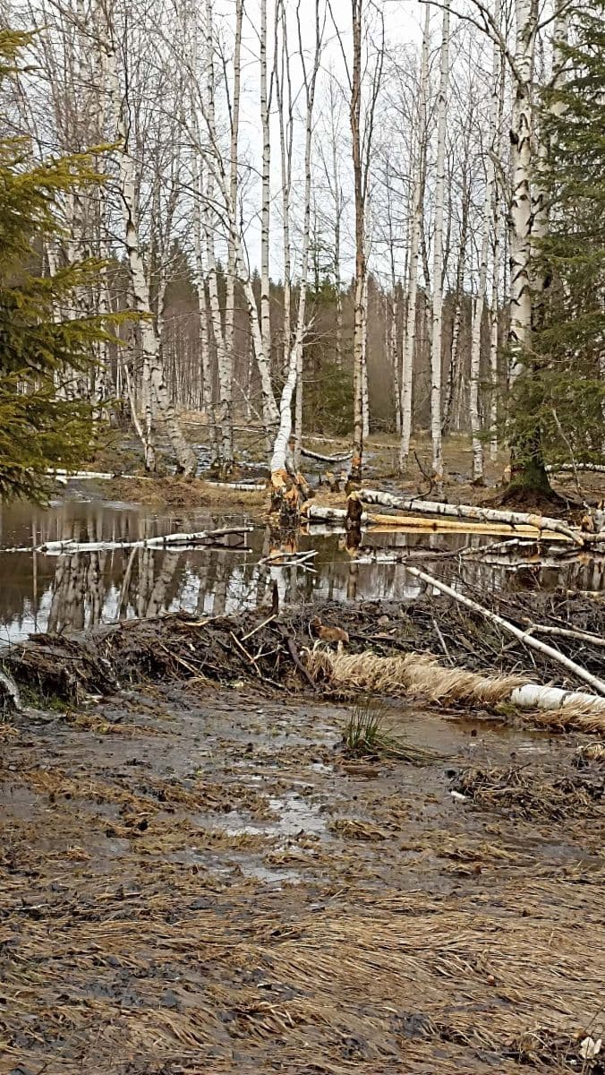 recreational property to rent, 0 m², Nové Hutě, Jihočeský Region recreational property to rent, 0 m², Nové Hutě, Jihočeský Region